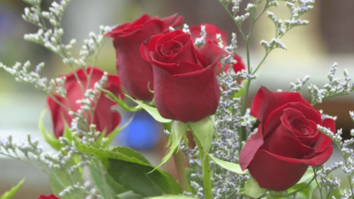 Wallpaper:7-Sxouolxpg= Flowers