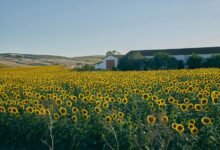 growth analysis of numbers