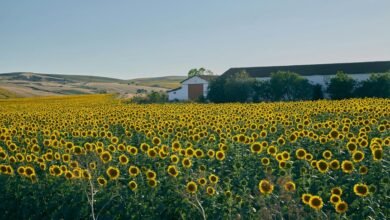 growth analysis of numbers