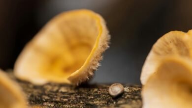 identifier integrity log summary